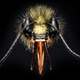 Imagen para el artículo titulado Fotografías macroscópicas tan nítidas que parecen irreales